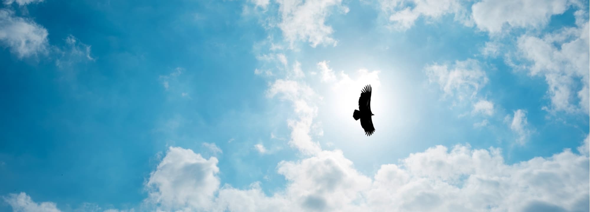 Eagle soaring in the clouds